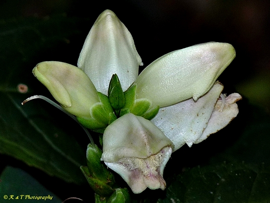 {Chelone glabra}